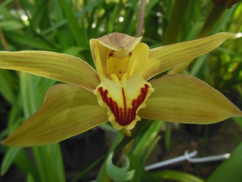 Cymbidium orchid green rhs - cymbidium,