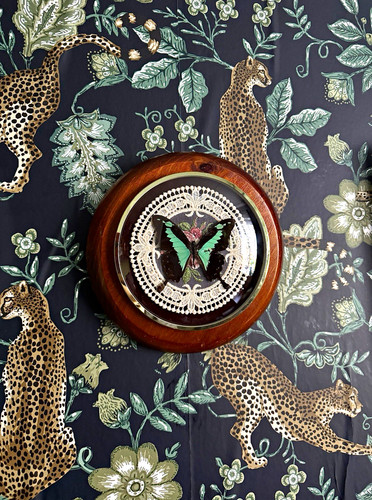 Framed butterfly wall hanging - butterfly,