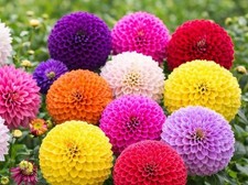 4 x Dahlia Pom Pom Mixed