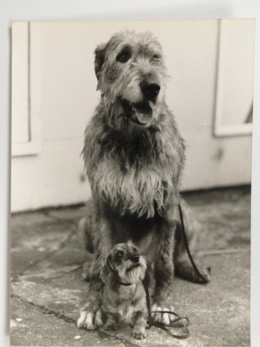 Irish wolfhound rohan - irish,