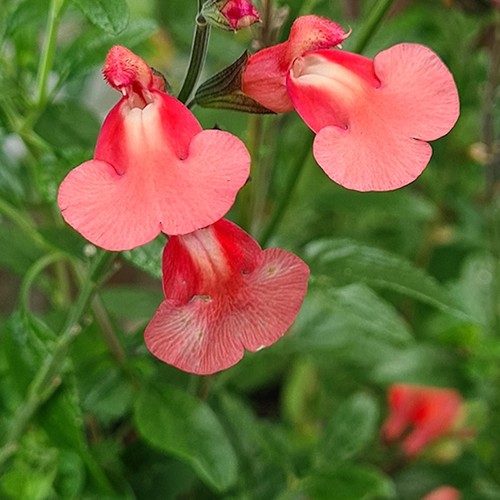 Salvia regal salmon plug - 3,
