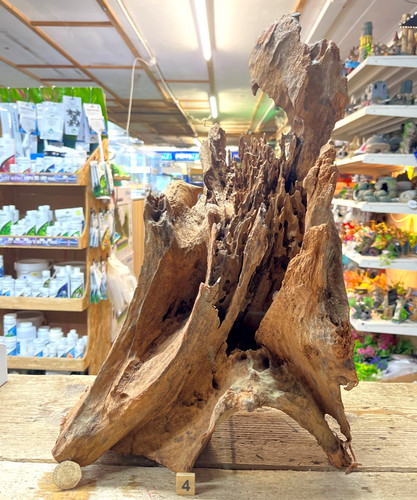 Large mangrove 68cm root - large,