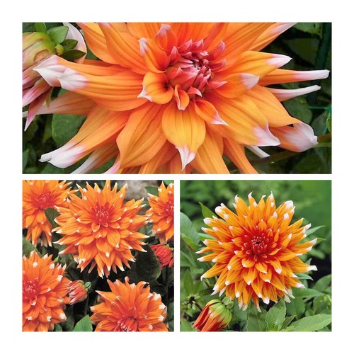 Dahlia cactus colour - cactus, spectacle