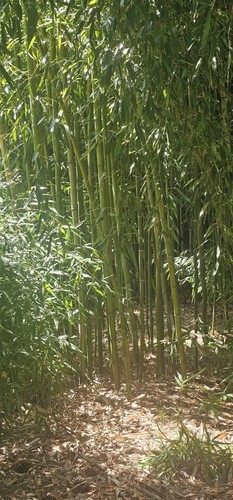 Live timber bamboo - live,