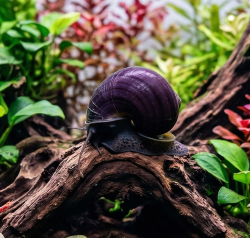 Purple black mystery snail - snail, |