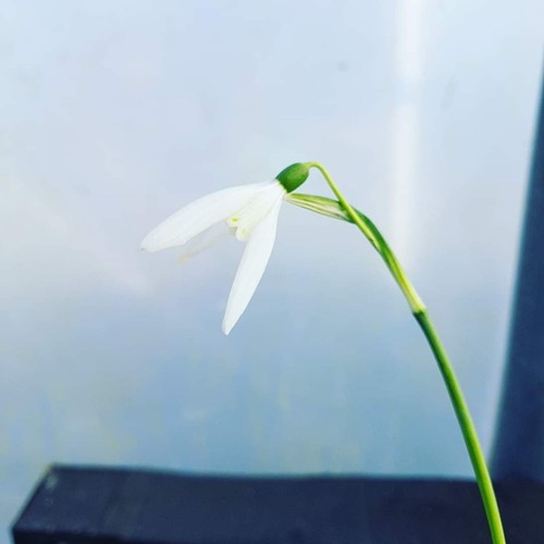 Galanthus reginae olgae blanc - galanthus, reginae-olgae