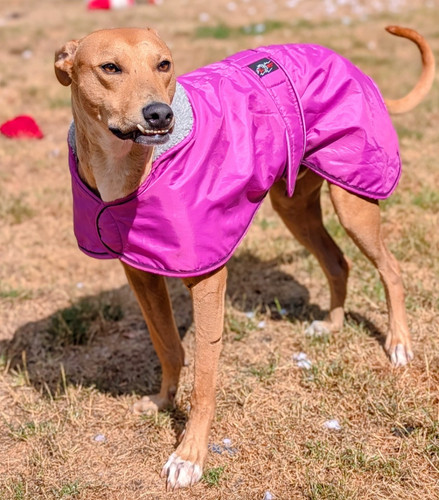 Greyhound lurcher winter - greyhound,