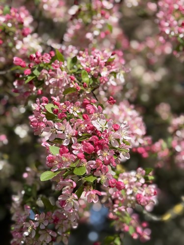 Helios 44m 58mm m42 lens - 58mm,