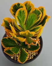 Euphorbia Poissonii Variegata in Great Colour - J35