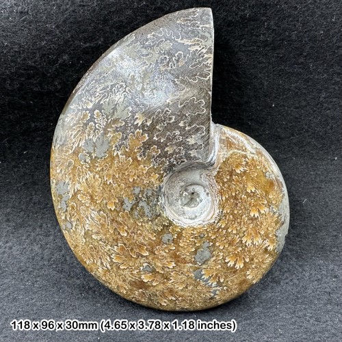 Extra large ammonite - extra,