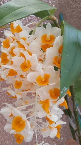 Rare dendrobium thyrsiflorum - rare,