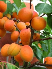 Hardy  Apricot 'Moorpark'