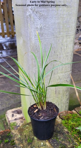 Calamagrostis overdam - calamagrostis,