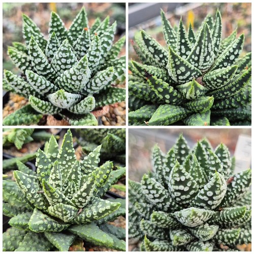Haworthia pumila donut mix - haworthia, 'donut'