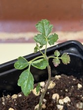 Rare Boswellia sacra Frankincense Tree UK Grown Exotic Bonsai Style Desert Plant