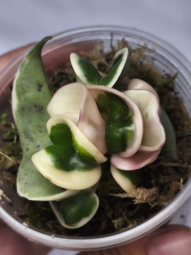 Hoya carnosa compacta - carnosa,