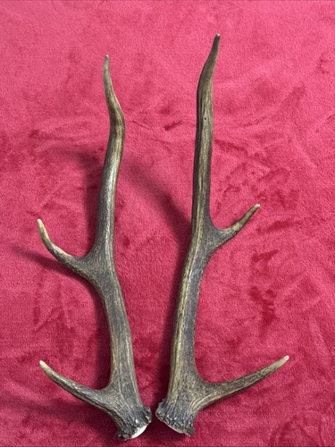 Pair red deer antlers - antlers, 462g