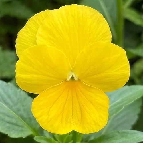Winter flowering viola golden - winter,