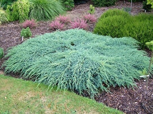 Juniper squamata blue - blue, carpet