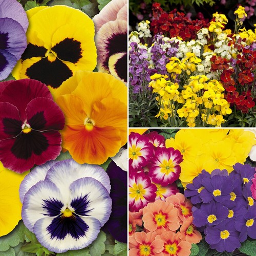 The ultimate winter garden - ultimate,