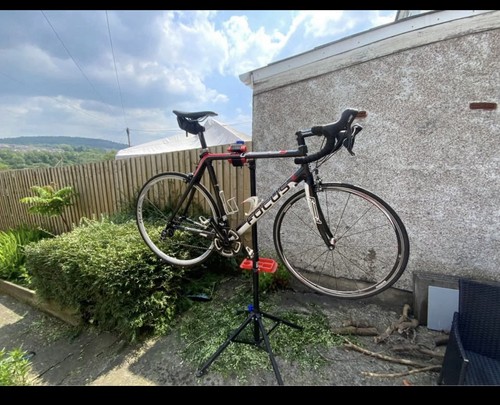 Focus cayo carbon - focus, road