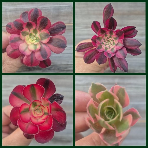 Aeonium bundle unrooted - of, 4