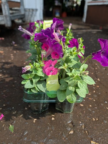 Purple petunia plants in - 6,