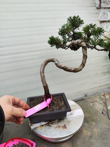 Juniper bonsai about 9 - ,