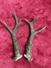 PAIR OF ROE DEER ANTLERS 