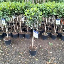 Laurus Nobilis 100cm Lollipop Bay Tree AMAZING VALUE 12cm pot