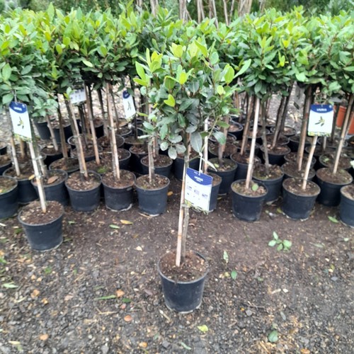 Laurus nobilis 100cm lollipop - laurus,