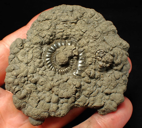 Large crucilobiceras pyrite - crucilobiceras,