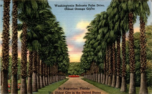 Washingtonia robusta palm - washingtonia,