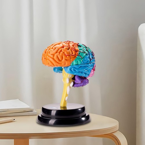 Human brain model anatomy - brain,