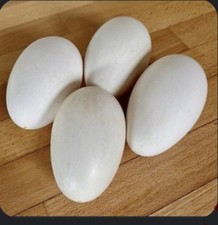 4 Goose Eggs  / Geese Eggs