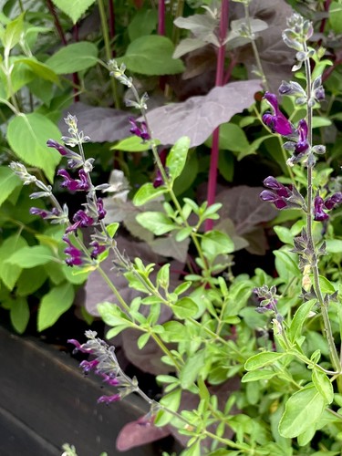 Salvia nachtvlinder