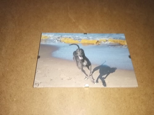 Greyhound picture clip - greyhound,