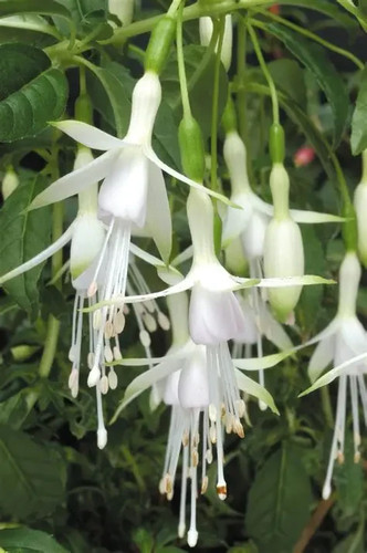 Hardy fuchsia hawkshead bushy - hardy,