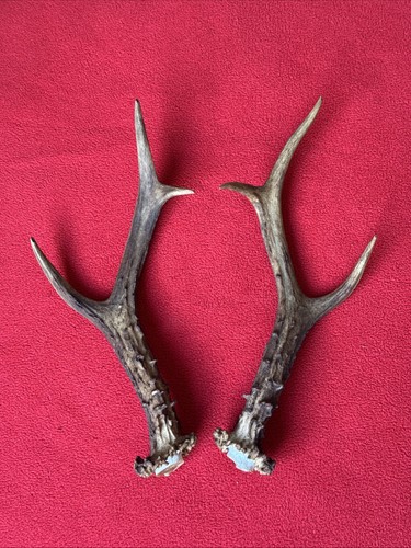 Pair roe deer antlers - roe,