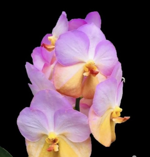 Rare vanda yellow butterfly - vanda,