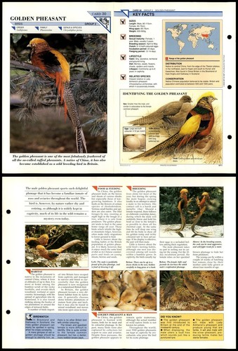 Golden pheasant birds - #30,