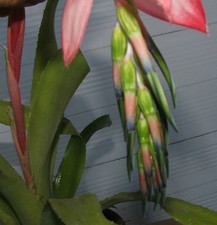RARE PINK BILLBERGIA BROMELIAD