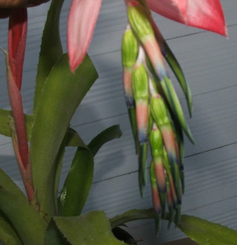 Rare pink billbergia bromeliad - pink,
