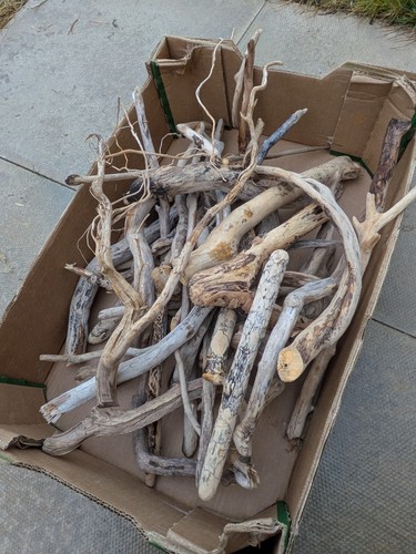 Collection driftwood - collection,