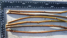 6 Cuttings Brown Turkey Fig