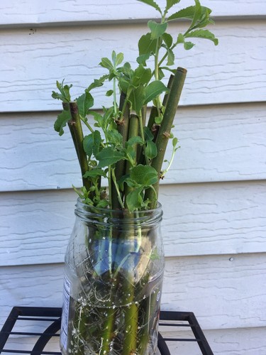 Rooted pussy willow cuttings - 2,