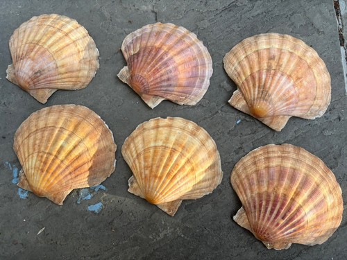 King sea scallop shells - 6x,
