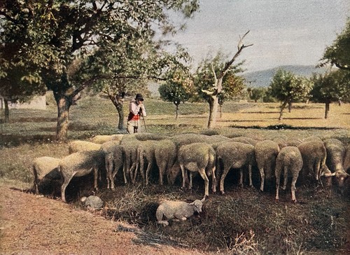 The flock from autochrome - the,