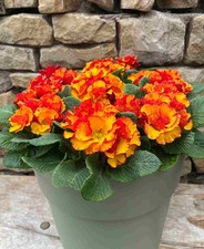 Primula Chinese New Year - Eye-catching, Spring Flowering Plants 5 x 9cm pots