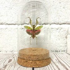 Jewelled Flower Mantis (Creobroter gemmatus) Female Glass Bell Dome Display Jar